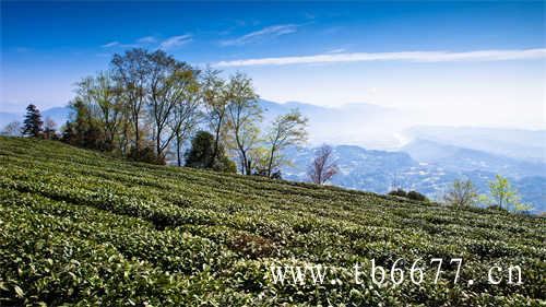 东方树叶最好喝的茶饮