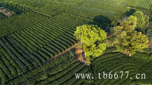 福鼎白茶白毫银针茶饼价格查询