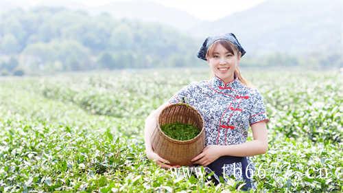 一杯白茶在手万般烦恼皆休