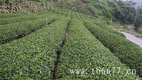 八马六大茶类十大茗茶选择标准