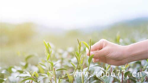 如何泡白茶寿眉