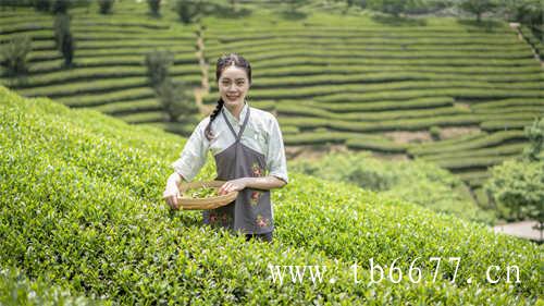 福鼎白茶饼为什么没有保质期