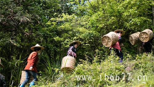 寻茶之旅福鼎大岗村