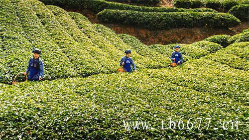 天湖茶业国家扶贫龙头企业