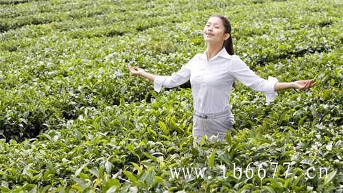 推荐几款适合夏天喝的茶叶