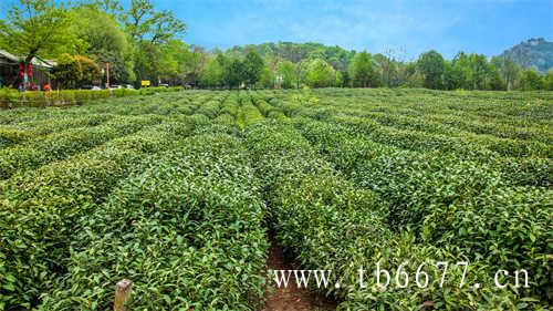 福建福鼎大白茶茶饼