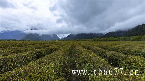 泡普洱茶有哪些小技巧