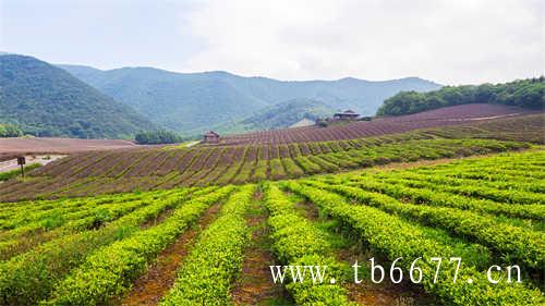 现在中国普洱茶十大品牌