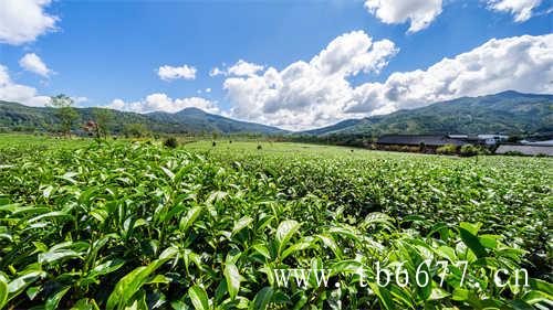 福建太姥山的茶为什么好