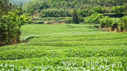 香檬汁乌龙茶