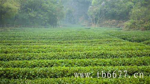 福鼎白茶多少钱一斤_价格