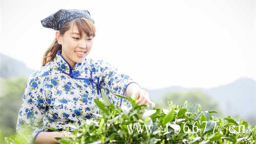 太姥山核心景区生长着野茶树