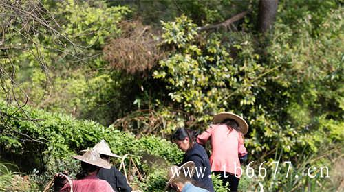 散茶好还是紧压饼茶好